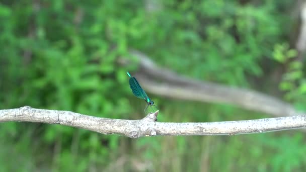 Dragonfly Calopteryx with blue green wings on a branch above the river. — Stock Video