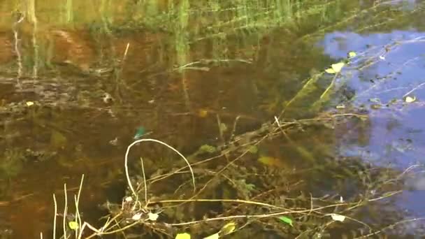 Стрекоза Калоптерикс с голубыми зелеными крыльями пролетает над рекой или над прудом. — стоковое видео