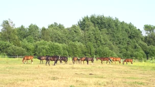 Herd of horses grazing in a pasture. — Stock Video