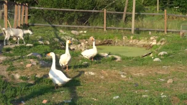 Animais de fazenda cabra, gansos e frango em uma fazenda. Conceito de agricultura. — Vídeo de Stock