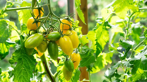 Gele tomaat kweken, bloeien, tomaten rijpen. Landbouwconcept. Selectieve focus. — Stockfoto