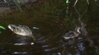 Duck ördek yavrusuna dalmayı öğretiyor. Ördekli şehir parkı.