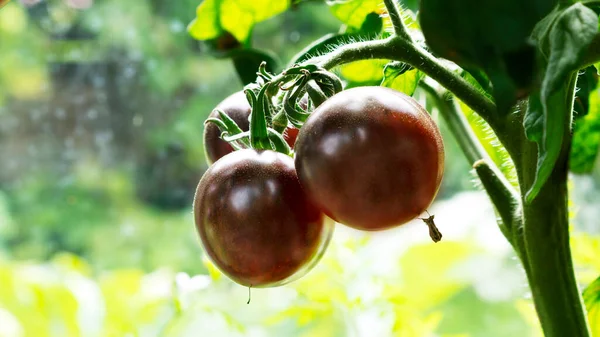 Red tomato growing in greenhouse. Farming concept. Selective focus. — Stock Photo, Image