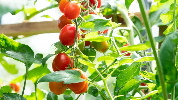 Cultivando tomate cereja vermelho, florescendo, amadurecendo de tomates. Conceito de agricultura. Foco seletivo. — Fotografia de Stock