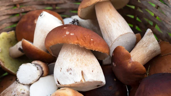 Sepette mantar boletus edulis. Sepet mantarlarına yakın çekim.