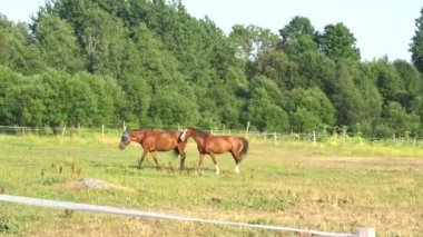 Bir çayırda mare ve tay otlatma.