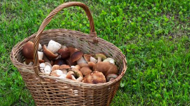 Sepette mantar boletus edulis. Sepet mantarlarına yakın çekim.