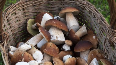 Sepette mantar boletus edulis. Sepet mantarlarına yakın çekim. Seçici odak.