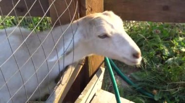  Babası olan bir kız, çiftlikte beyaz bir keçiyi besler. Çiftlik hayvanları.