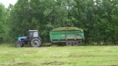 Traktör at arabasında biçilmiş saman taşıyor. Rusya, Leningrad ili, 21.08.21