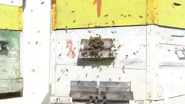 As abelhas estão a trabalhar. As abelhas voam para a colmeia. Conceito de apicultura. Movimento lento. — Vídeo de Stock