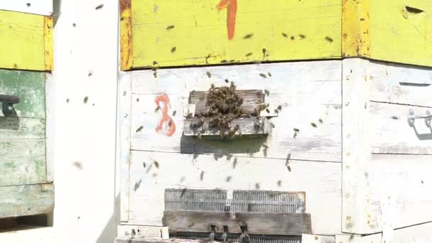 Las abejas están trabajando. Las abejas vuelan a la colmena. Concepto apícola. Movimiento lento. — Vídeo de stock