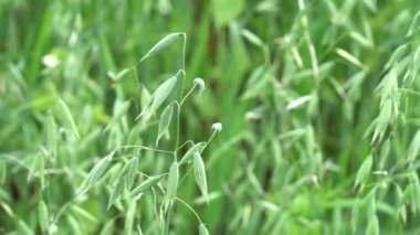 Olgunlaşmamış genç yeşil yulaflara yakından bak Avena. Tarım endüstrisi.
