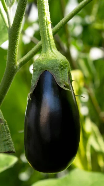 Eggplant or aubergine vegetable is grown in a greenhouse on the farm. Vertical orientation. — Stock Photo, Image