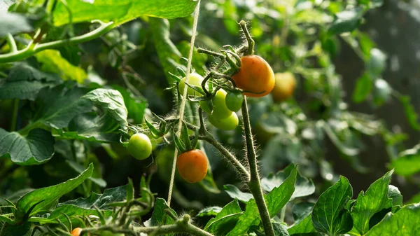 Cultivando tomate cereja vermelho, florescendo, amadurecendo de tomates. Conceito de agricultura. Foco seletivo. — Fotografia de Stock