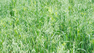 Genç olgunlaşmamış yeşil yulaf, Avena. Tarlada ya da tarlada bir yulaf kulağının yan görüntüsü. Tarım endüstrisi.