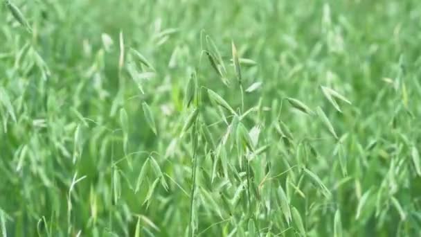 Νέοι άγουροι πράσινοι βρώμη, η Avena μεγαλώνει στο χωράφι. Γεωργικός κλάδος. — Αρχείο Βίντεο