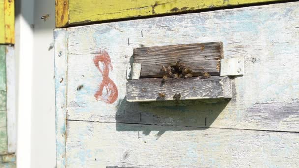 Las abejas están trabajando. Las abejas vuelan a la colmena. Concepto apícola. Movimiento lento. — Vídeo de stock