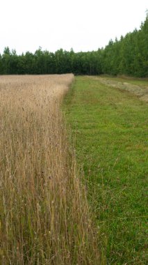 Ormanın ortasındaki saman tarlaları. Yaz günü tarım tarlası. Kuru çimleri biçerek tarla biçmek. Seçici odak.