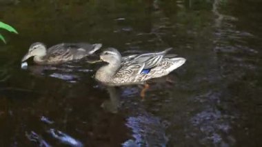 Ördek ve ördek yavrusu gölde yüzüyor. Ördeklerle dolu Central City Parkı.