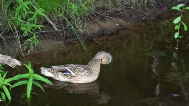 Un canard nettoie ses plumes sur son cou. — Video