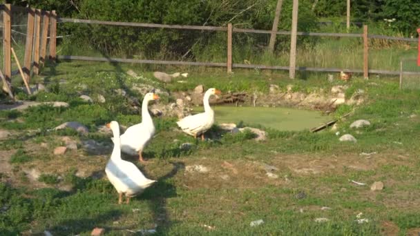 Nutztiere weiße Gänse und Hühner auf einem Bauernhof. Landwirtschaftskonzept. — Stockvideo