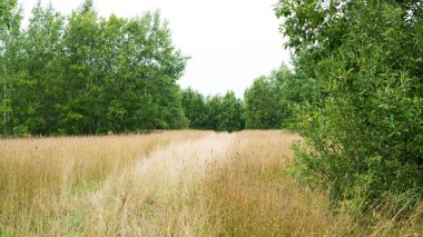 Köy yolu. Hasat tekerleklerini birleştirme izleri. Ağaçlar arasındaki samanlıklar. Yaz günü tarım tarlası. Seçici odak.