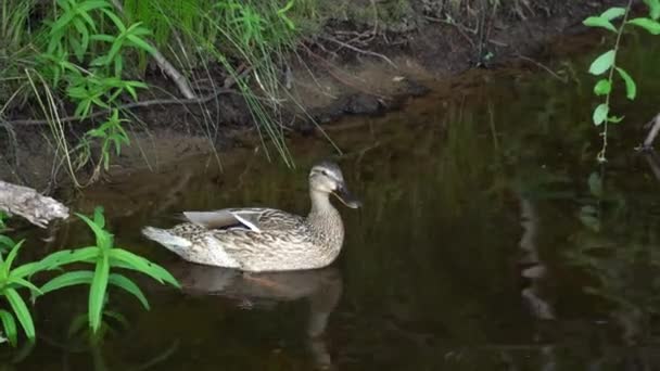 Duckling plave v jezírku, čistí peří a svědí. — Stock video