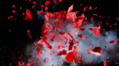 Sıvı nitrojenle dondurulmuş çiçek yavaş çekimde patlar. Siyah arkaplanda görüntüler 