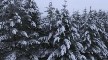 Kışın karla kaplı ağaçların hava manzarası, Oregon ABD
