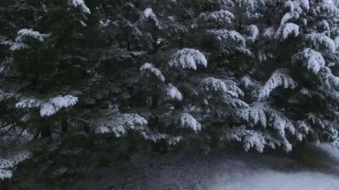 Kışın karla kaplı ağaçların hava manzarası, Oregon ABD
