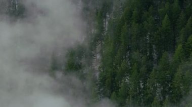 Sis içindeki ağaçların havadan görünüşü, Columbia Nehri Boğazı, Oregon