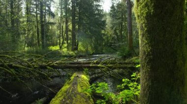 Düşen ağaçlar ve dereler, Oregon