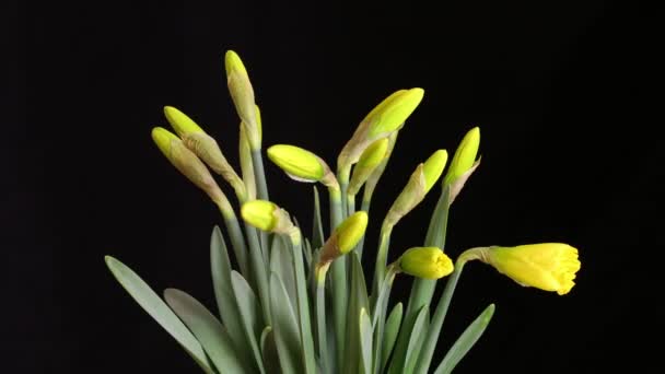 Тайм Снимок Цветущих Желтых Нарциссов — стоковое видео