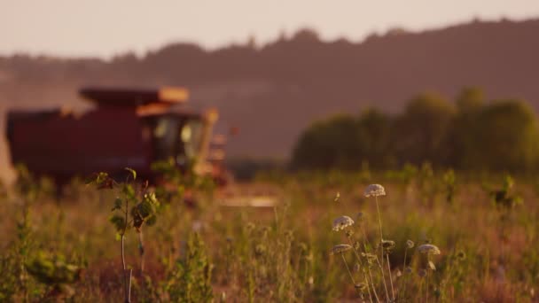 Oregon Usa July 2014 Combine Tractor Field Harvesting Sunset — Stock Video