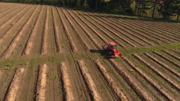 Traktor Légi Rálátása Mezőgazdasági Üzemben Lefelé Haladó Sorokra — Stock videók
