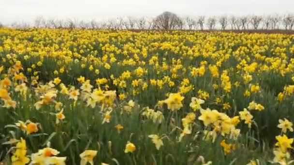 Cerca Material Archivo Hermoso Campo Con Flores — Vídeo de stock