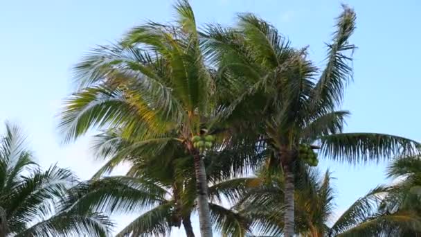 Palm Trees Sway Wind Tropical Resort — Stock Video
