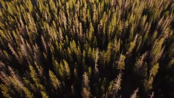 Вид Повітря Ліс Орегон — стокове відео