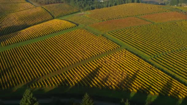 Légi Felvétel Willamette Valley Oregon Szőlőskertek Őszi Szín — Stock videók