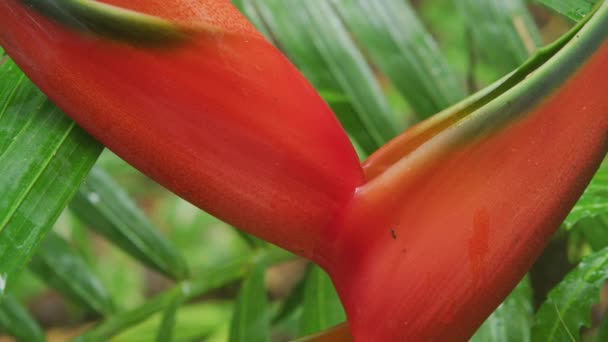 Heliconia Blume Wächst Auf Hawaii — Stockvideo