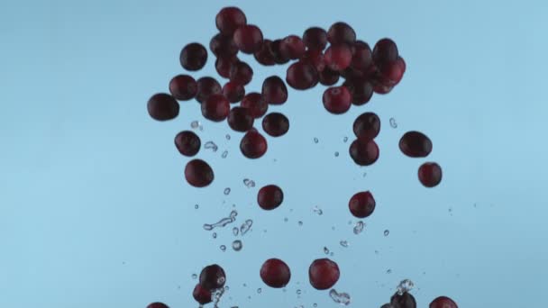 Fresh Cranberries Slow Motion Shot Phantom Flex 1000 Frames Second — Stock Video