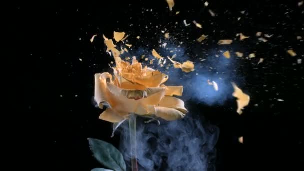 Желтая Роза Замороженная Жидком Азоте Взрывается Замедленной Съемке Выстрел Скоростью — стоковое видео