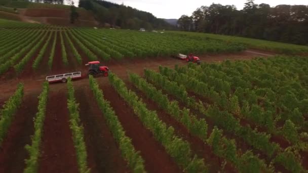 Aerial View Grape Harvest Oregon Vineyard — Stock Video