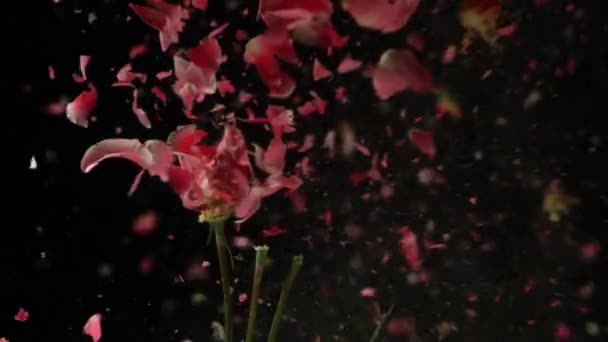 Flüssigem Stickstoff Eingefrorene Blüten Explodieren Zeitlupe Filmmaterial Auf Schwarzem Hintergrund — Stockvideo