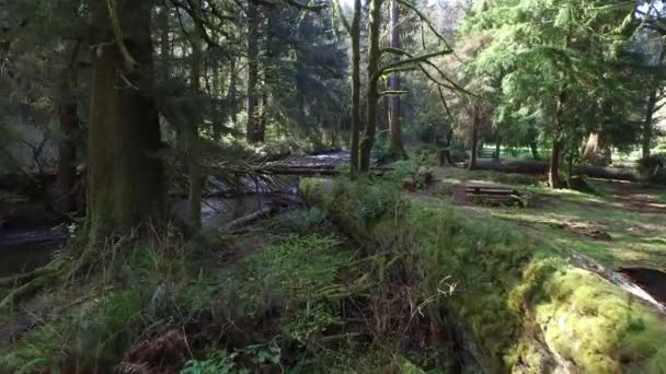 Lanzamiento Aéreo Árbol Caído Sobre Arroyo Oregon — Vídeos de Stock