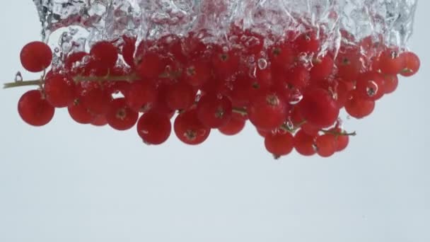Filmagem Câmera Lenta Groselhas Vermelhas Salpicando Água Filmado Com Câmera — Vídeo de Stock