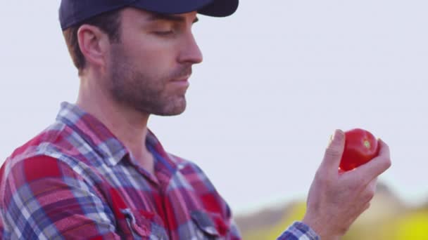Çiftçi Domates Sepetine Bakıyor — Stok video
