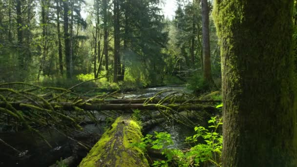 Copaci Căzuți Pârâu Oregon — Videoclip de stoc