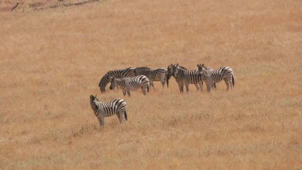 Grupa Demara Zebra Parku Przyrody — Wideo stockowe